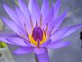 Waterlily, City Botanic Gardens, Brisbane IMGP1087